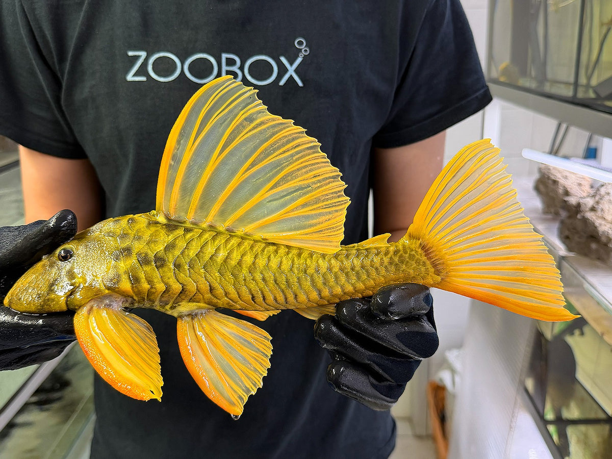 Hypostomus luteus 'super yellow' WYSIWYG #114
