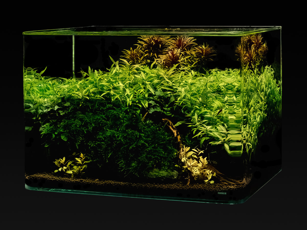 Me My Tank Scape