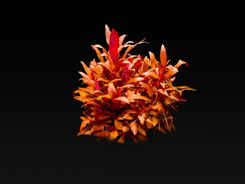 Alternanthera reineckii 'Mini'