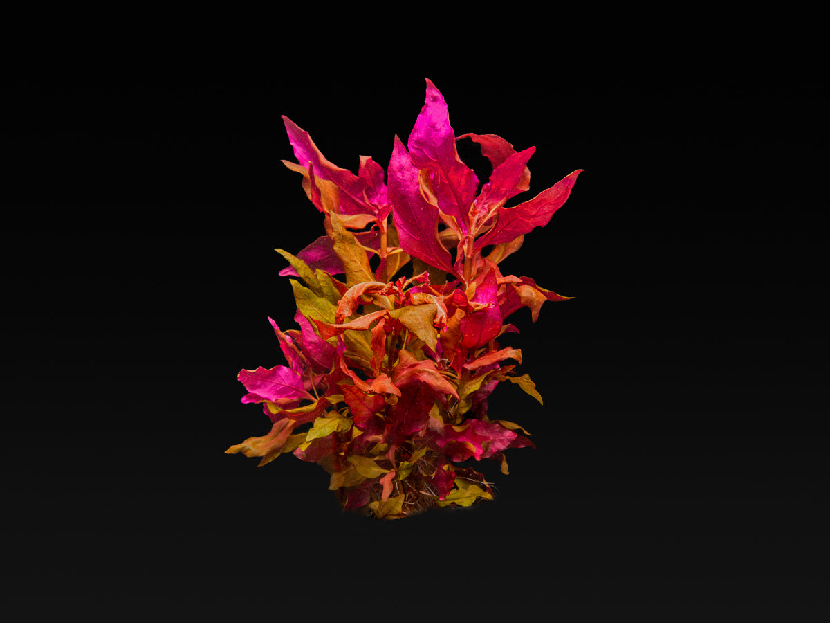 Alternanthera reineckii 'Lilacina'