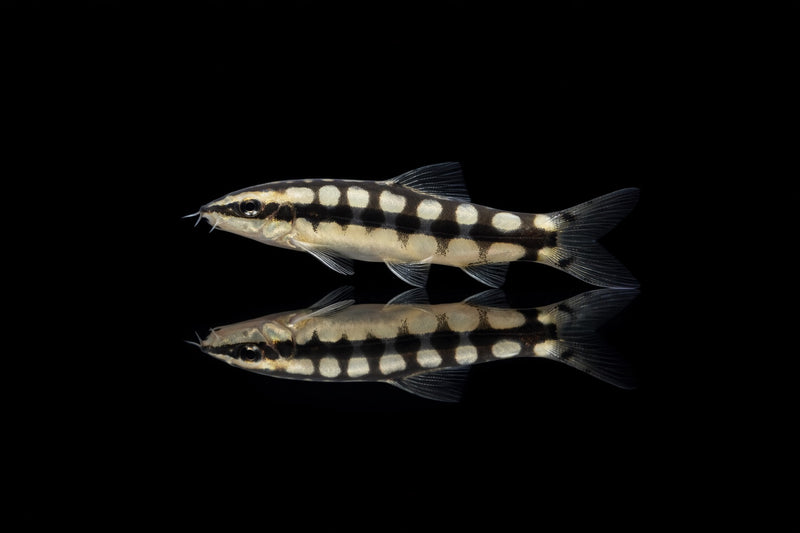 Schachbrettschmerle