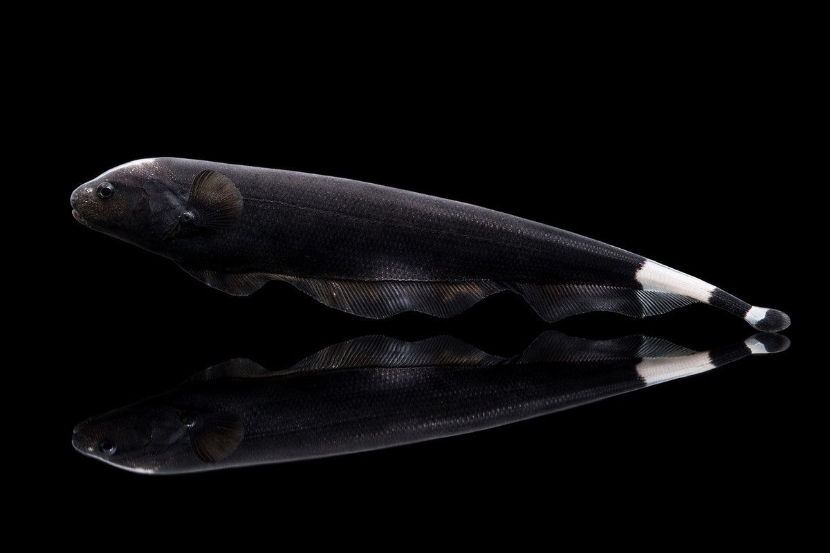 Weißstirnmesserfisch