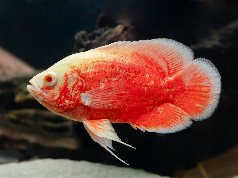 Super Red Albino Oscar S