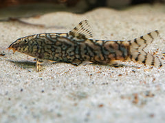 Botia almorhae