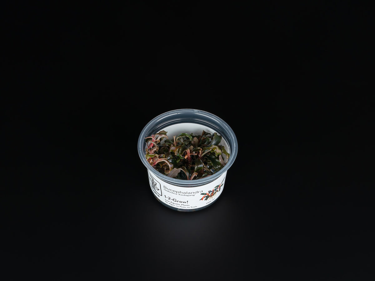 Bucephalandra sp. 'Kedagang'