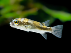 Assel-Kugelfisch XS