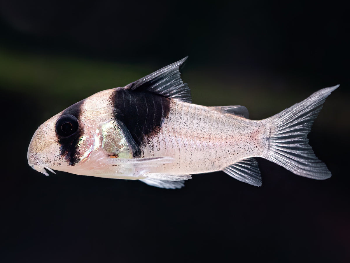 Corydoras sp. CW049 'New Panda'