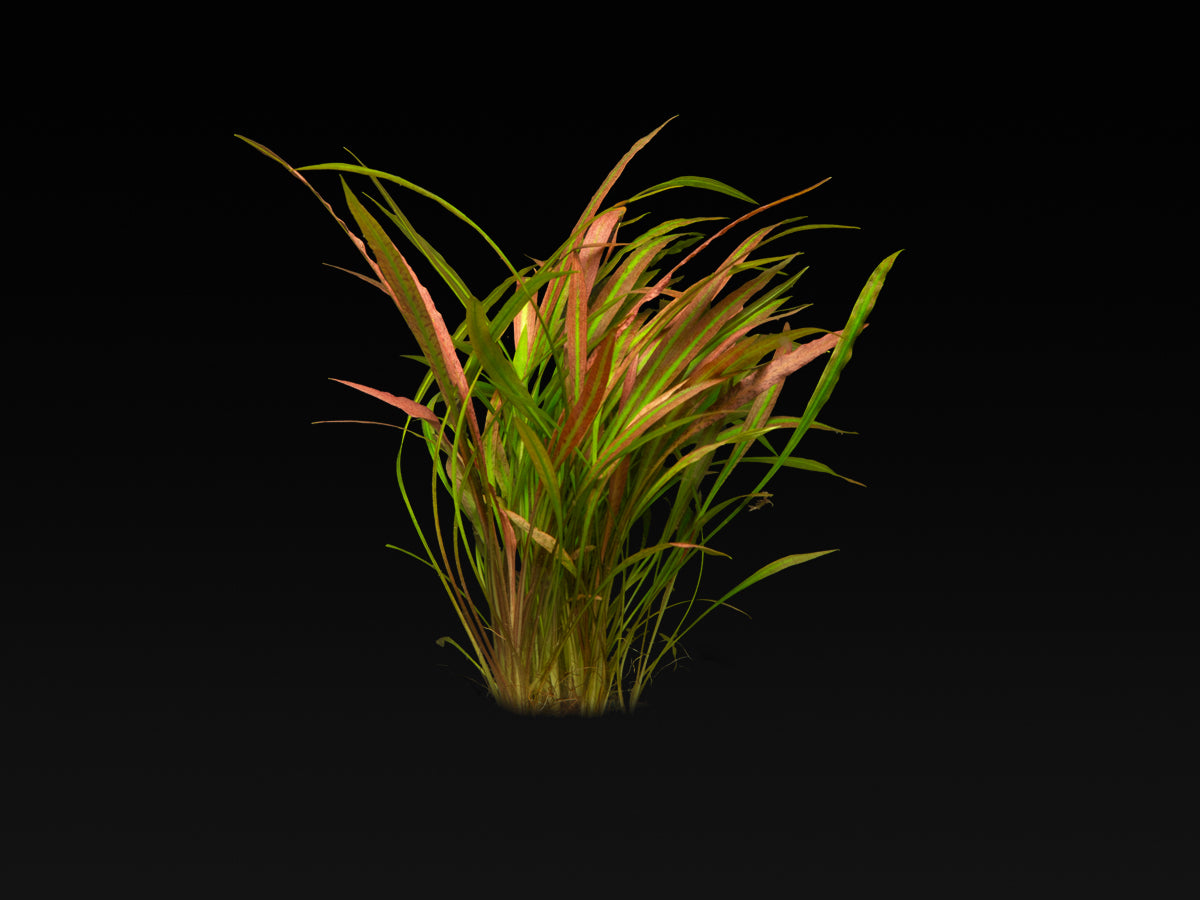 Cryptocoryne spiralis 'red'