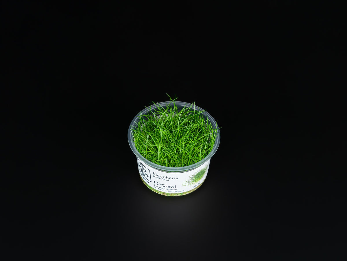 Eleocharis pusilla