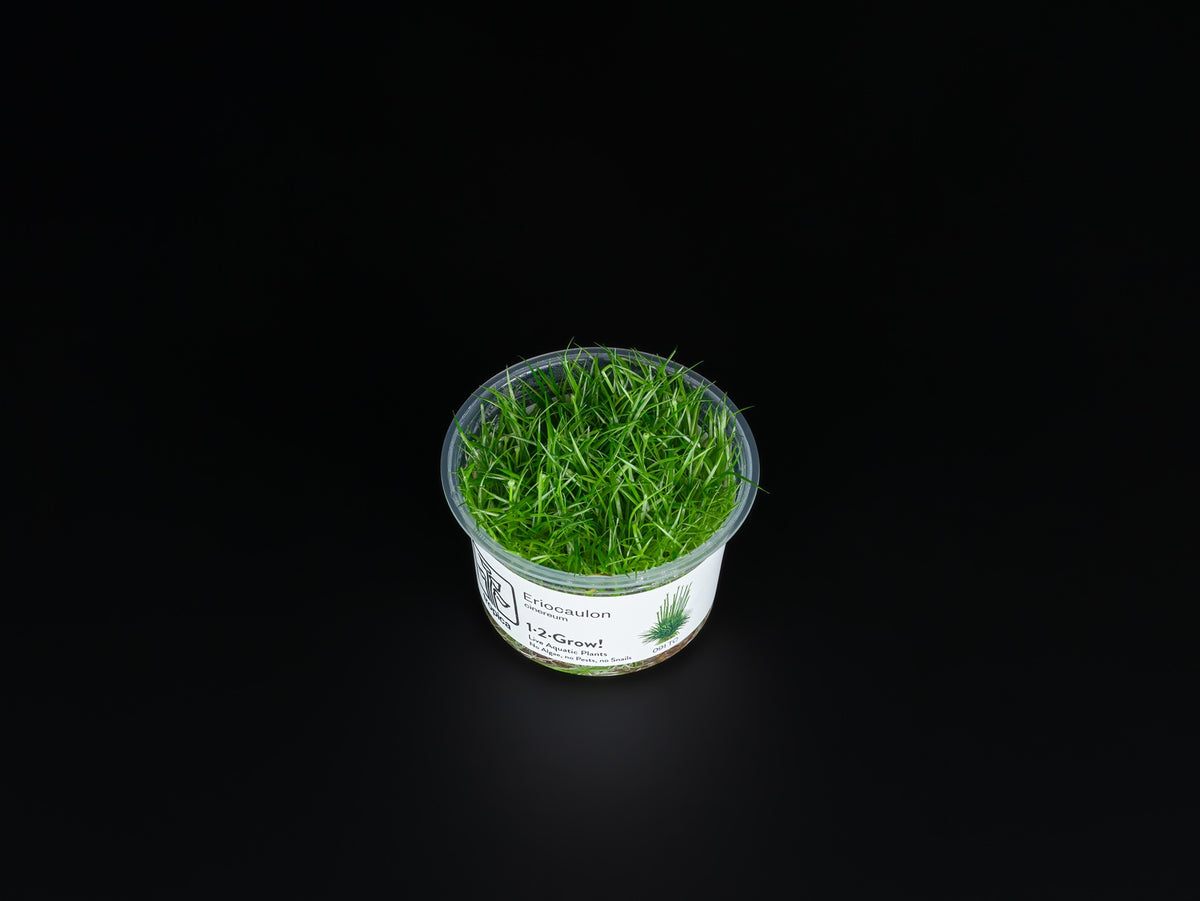 Eriocaulon cinereum