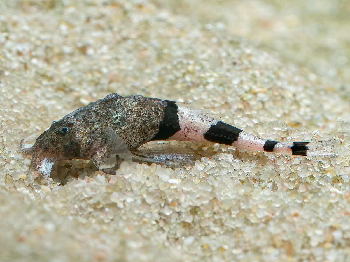 Mini Bratpfannenwels