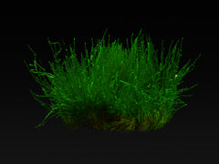 Taxiphyllum sp. ’Flame Moss’-1