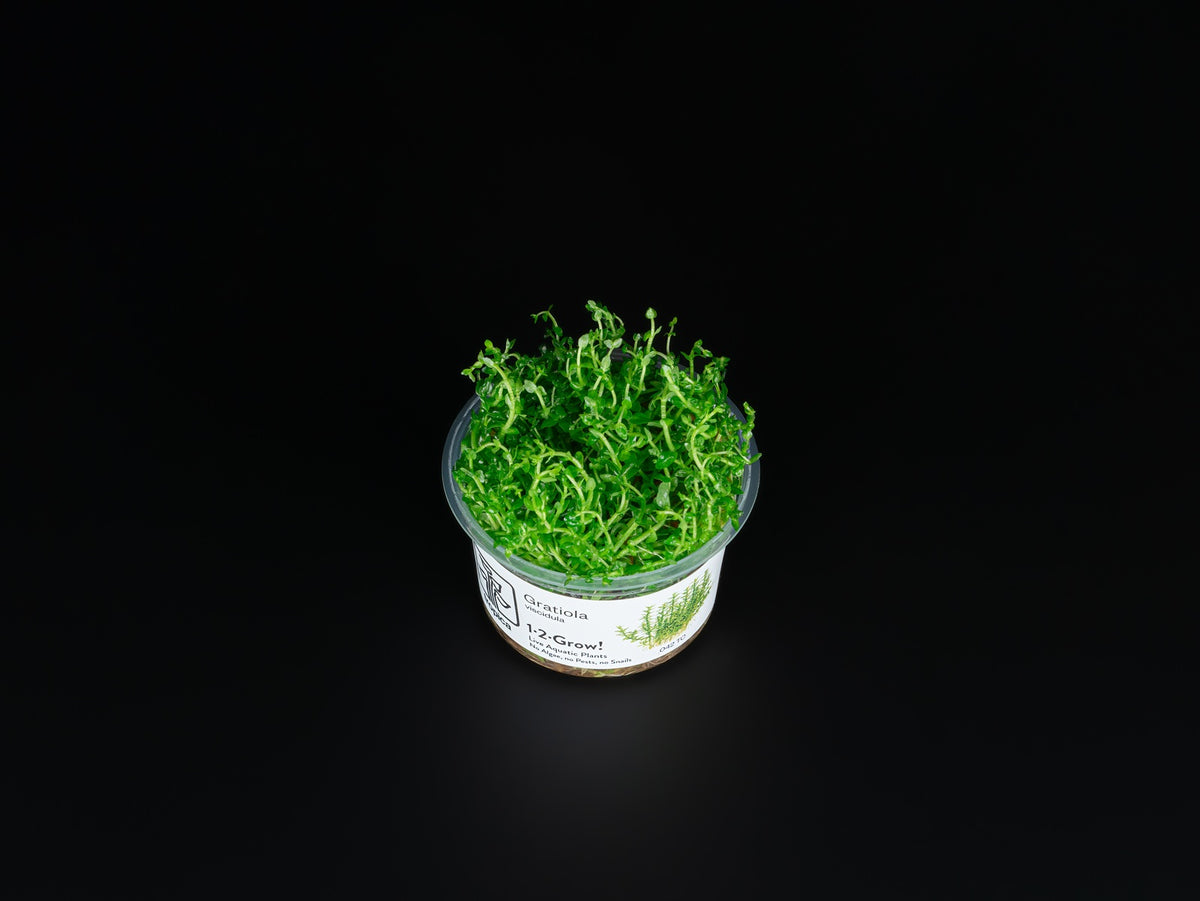 Gratiola viscidula