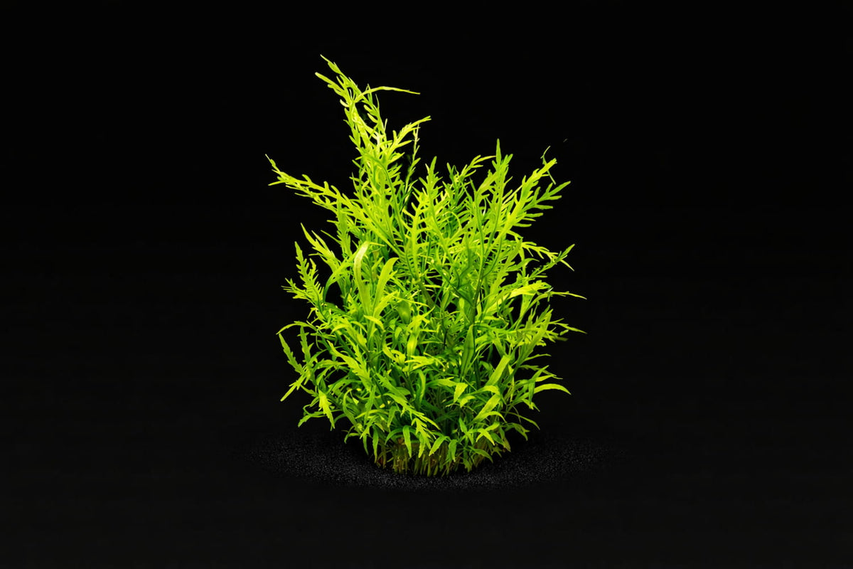 Hygrophila odora