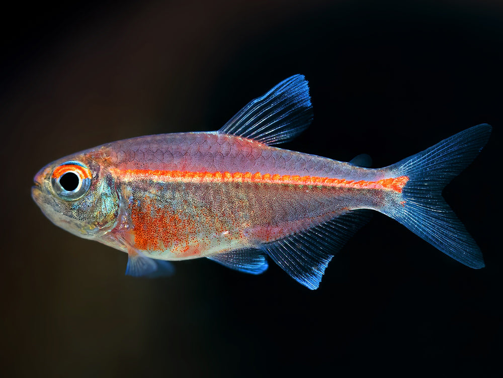 Roter Chamäleon Salmler
