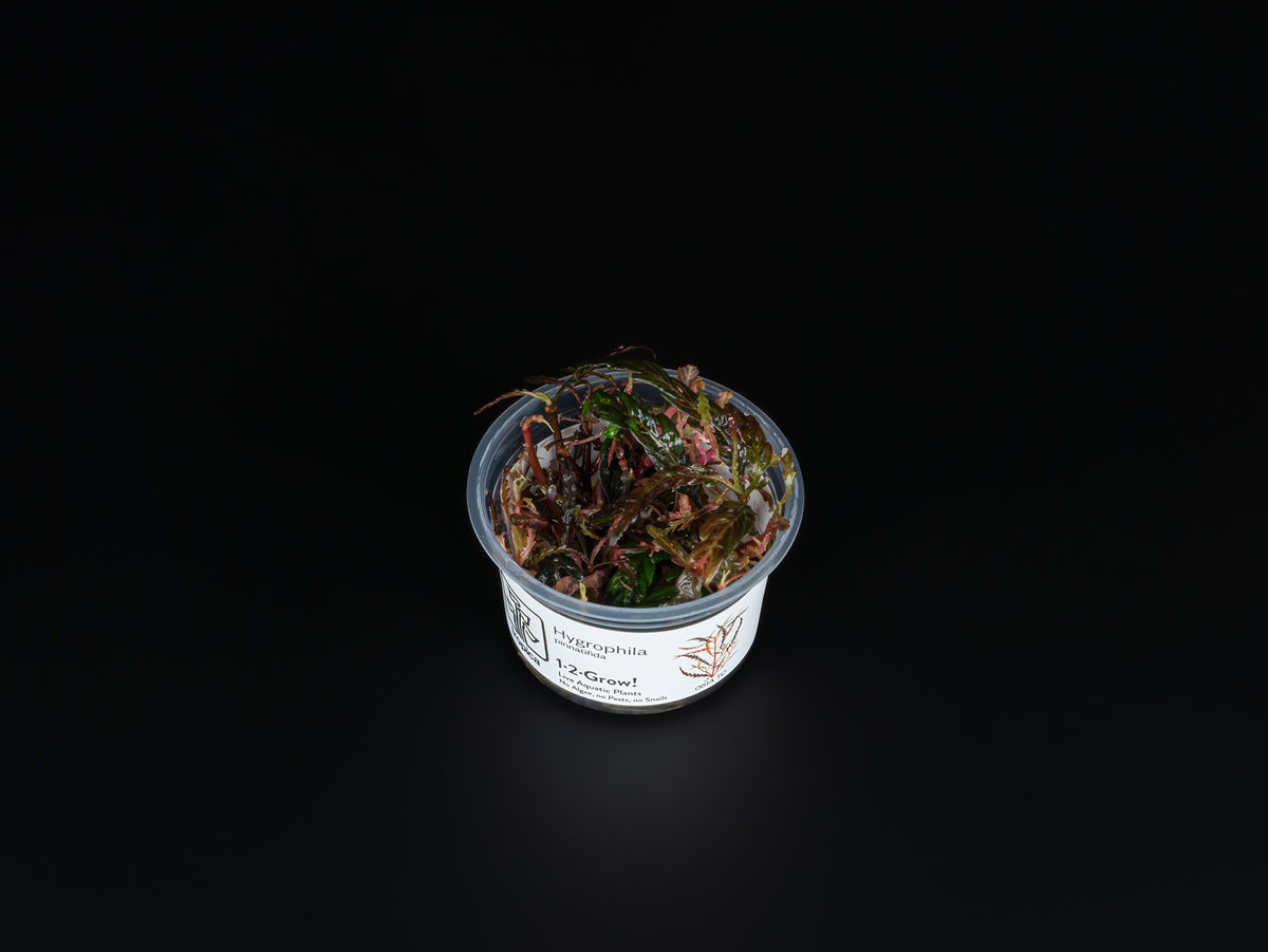 Hygrophila pinnatifida