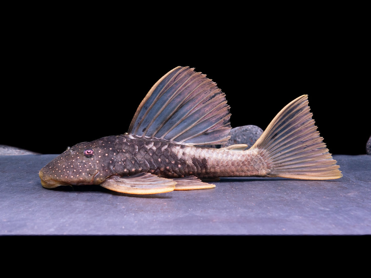 Phase 2 Hypostomus luteus
