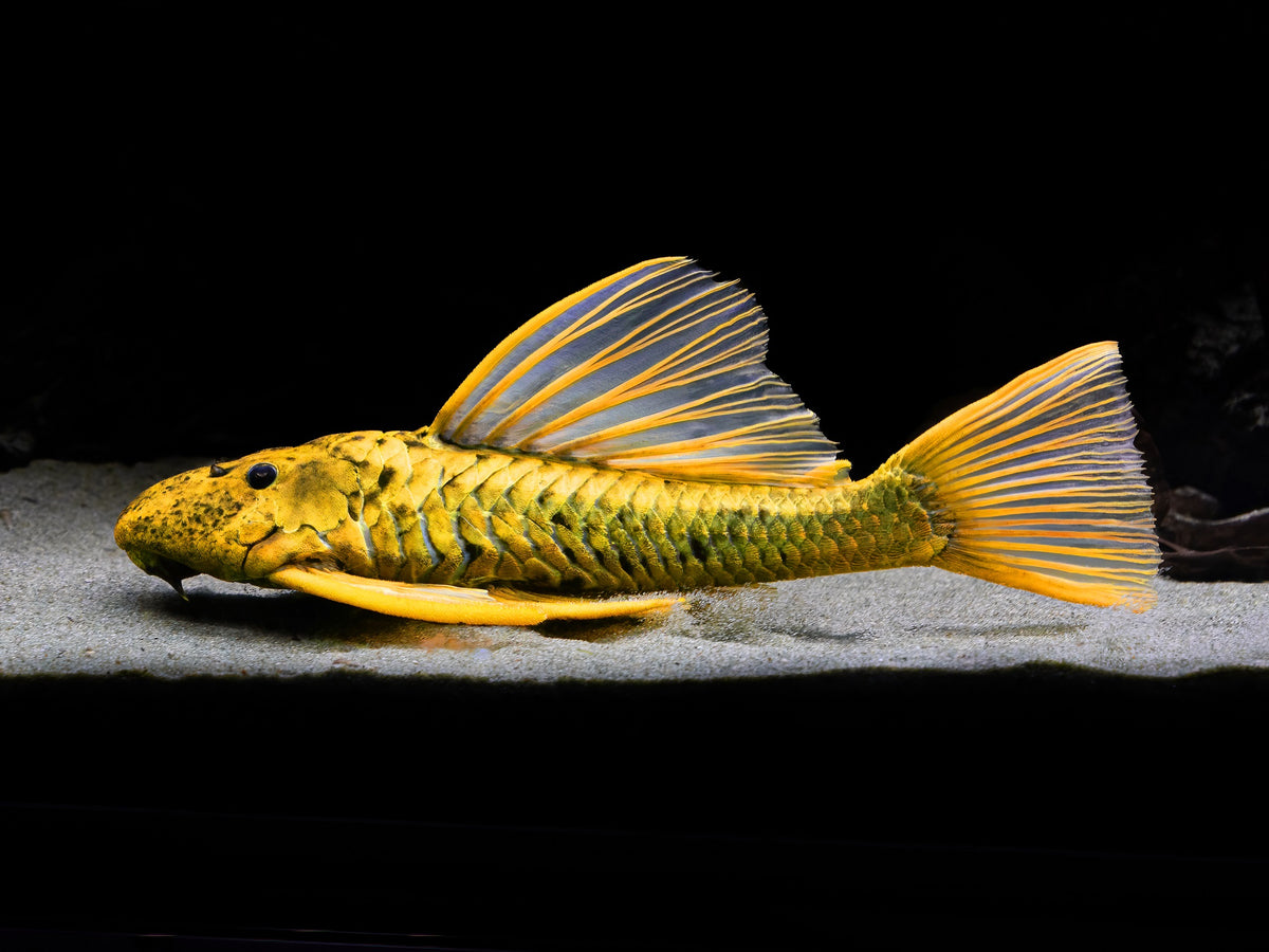 Phase 3 Hypostomus luteus