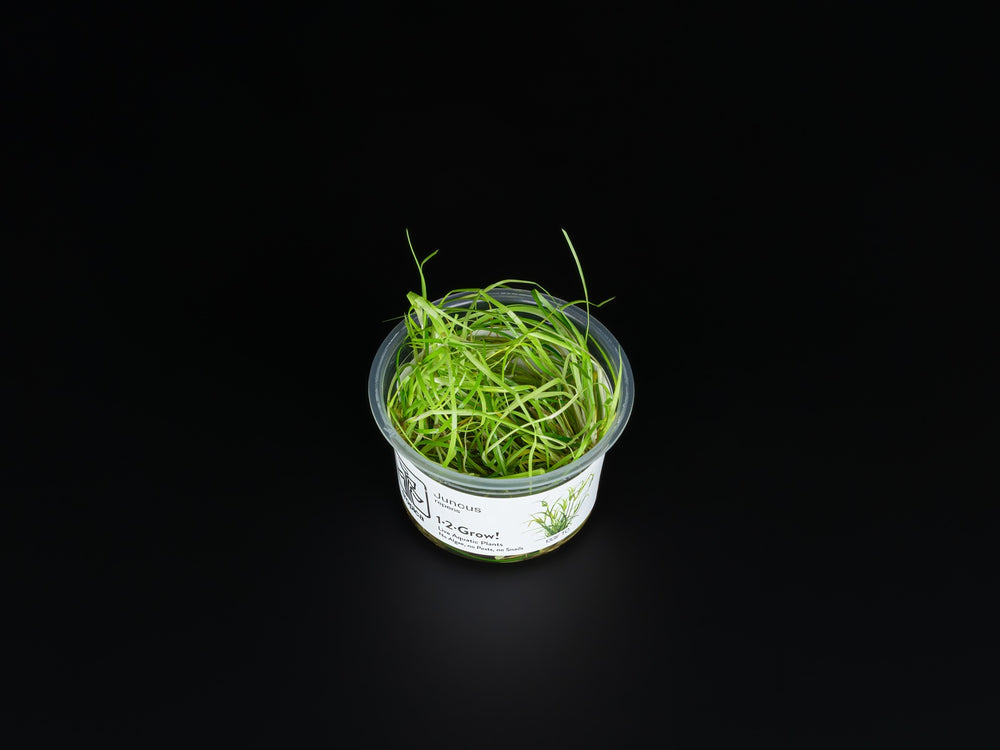 Juncus repens
