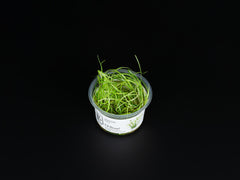 Juncus repens