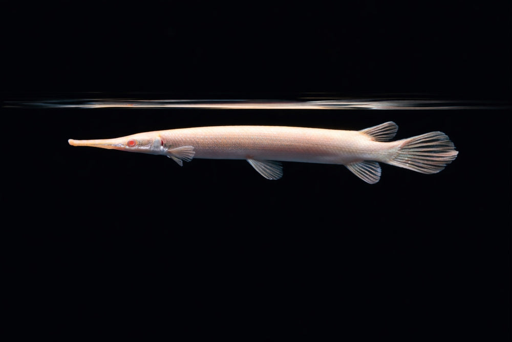 Albino Florida-Gar