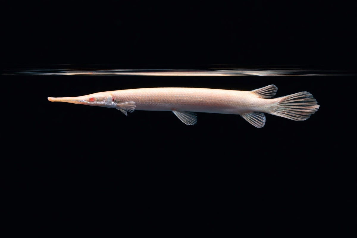 Albino Florida-Gar L