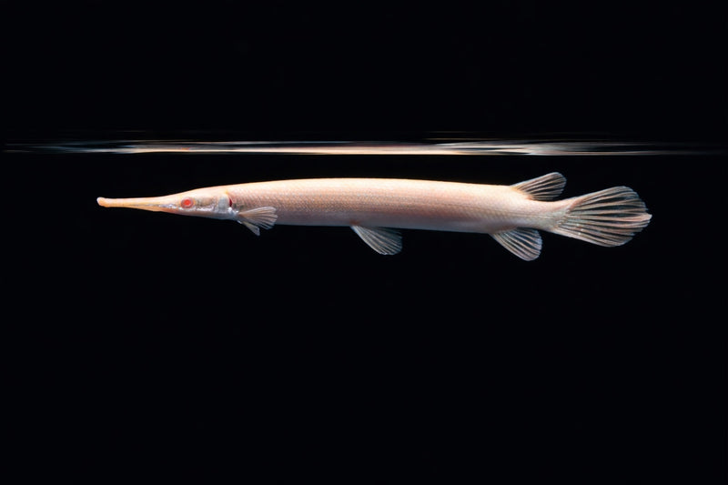 Albino Florida-Gar L
