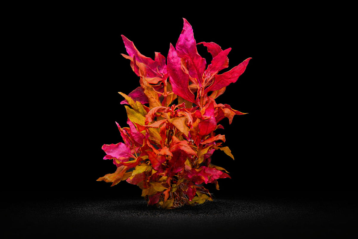 Alternanthera reineckii 'Lilacina'
