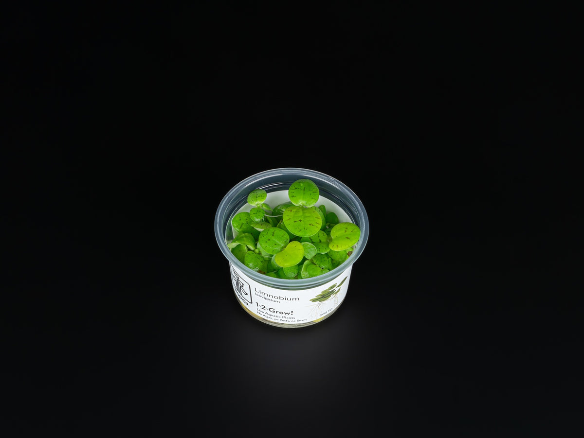Limnobium laevigatum