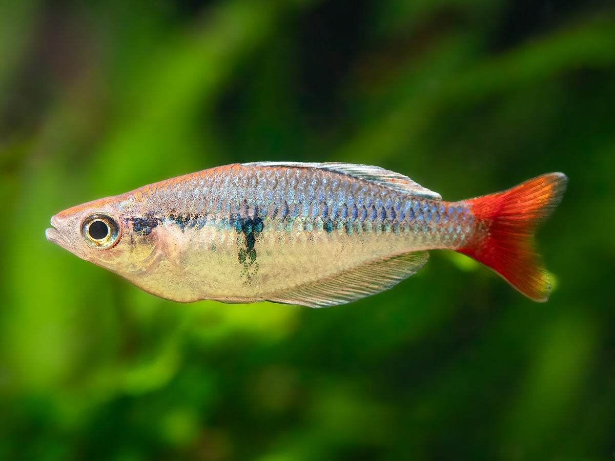 Kali Tawa Regenbogenfisch