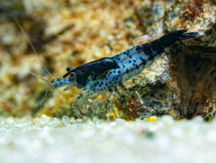 Black Rili Garnele