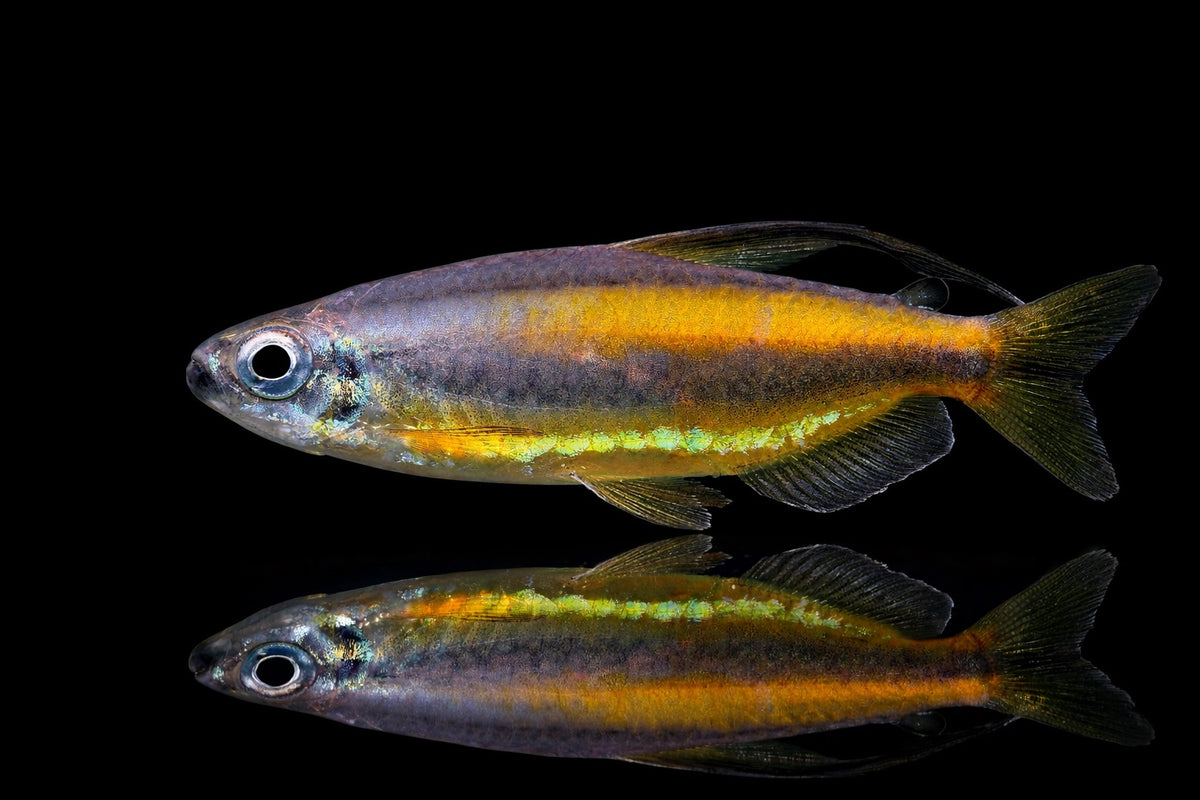 Goldener Kongosalmler