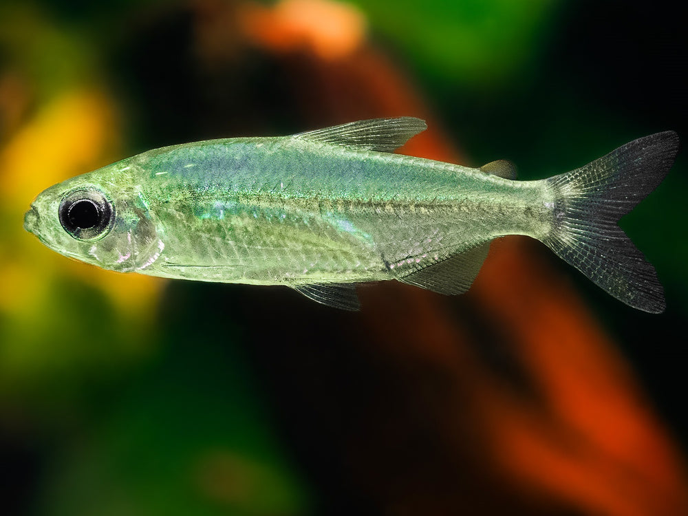Phenacogrammus sp. Ndoba