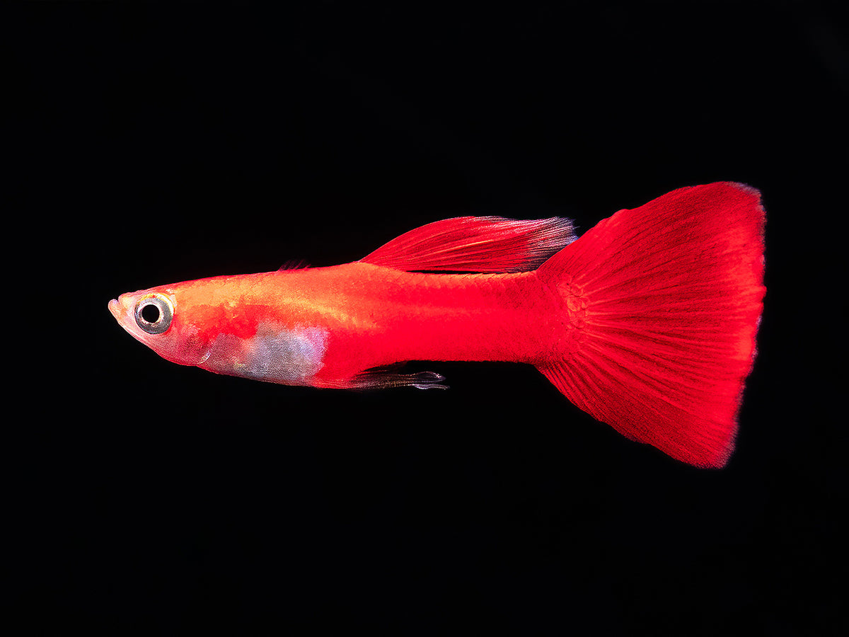 Guppy Flamingo-rot Männchen