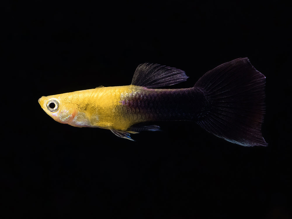Guppy Goldkopf schwarz Männchen