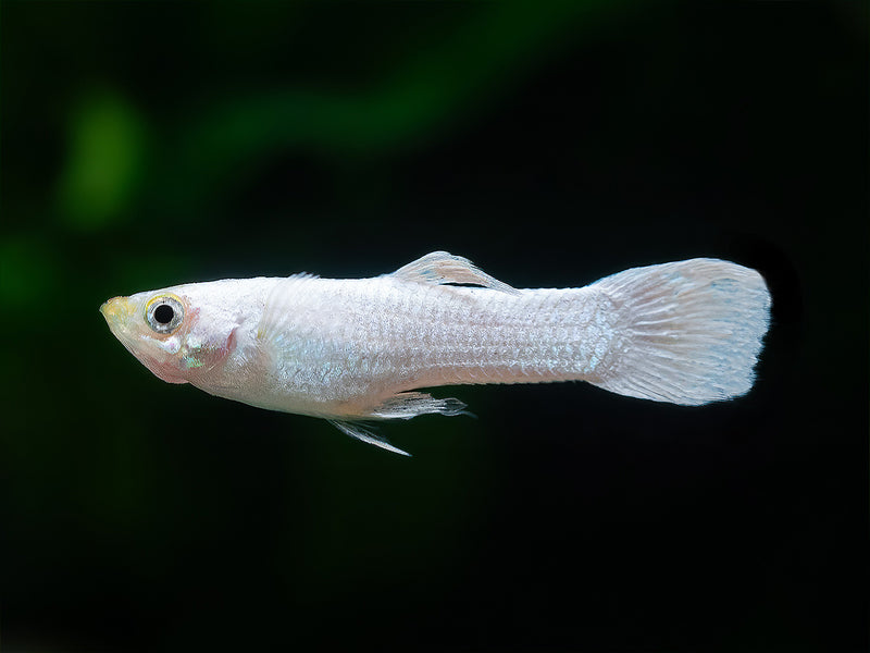 Guppy snow white Männchen