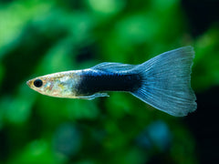 Guppy Neon-Blau Männchen