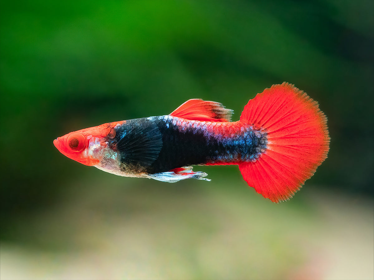Brazilian red cap Guppy