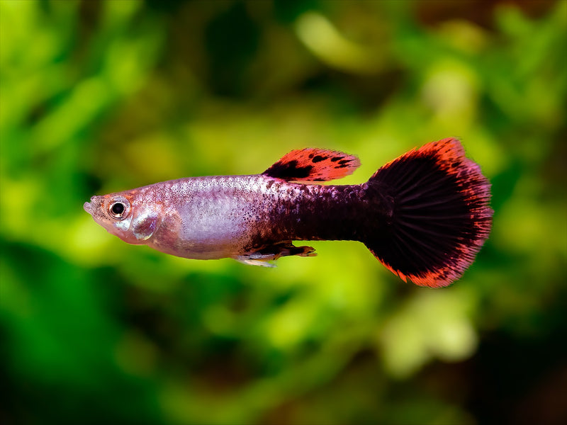 Guppy Fire ring Männchen