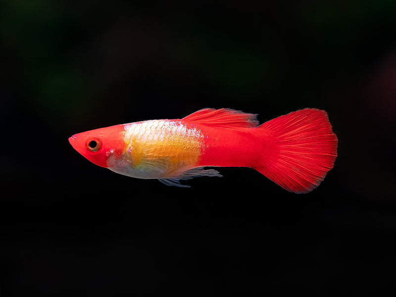 Koi Guppy Männchen