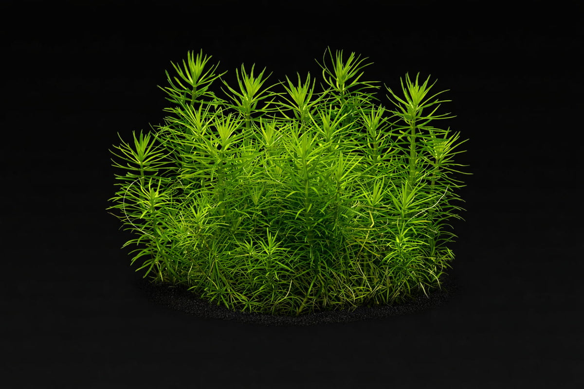 Pogostemon deccanensis (erectus)