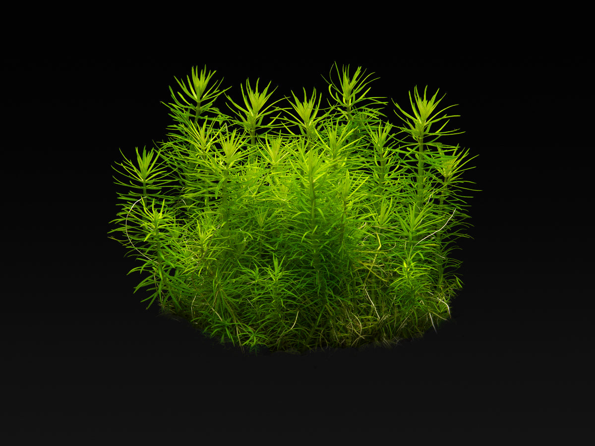 Pogostemon deccanensis (erectus)