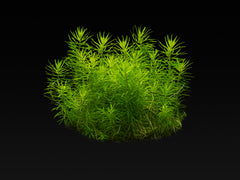 Pogostemon deccanensis (erectus)