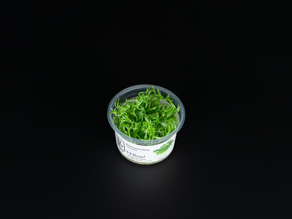 Ranunculus inundatus
