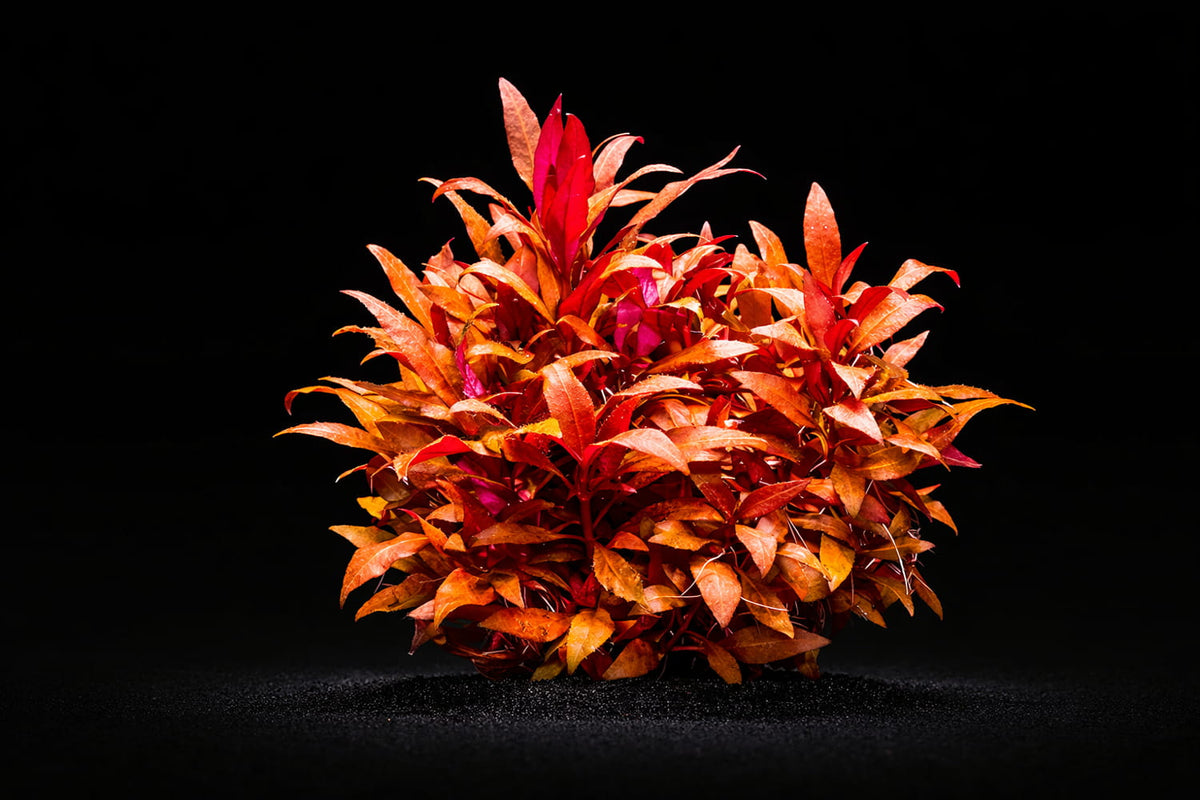 Alternanthera reineckii 'Mini'