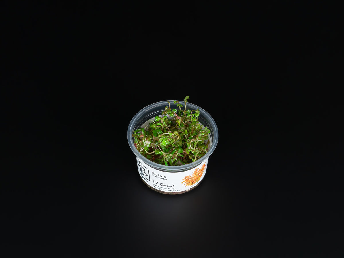 Rotala macrandra