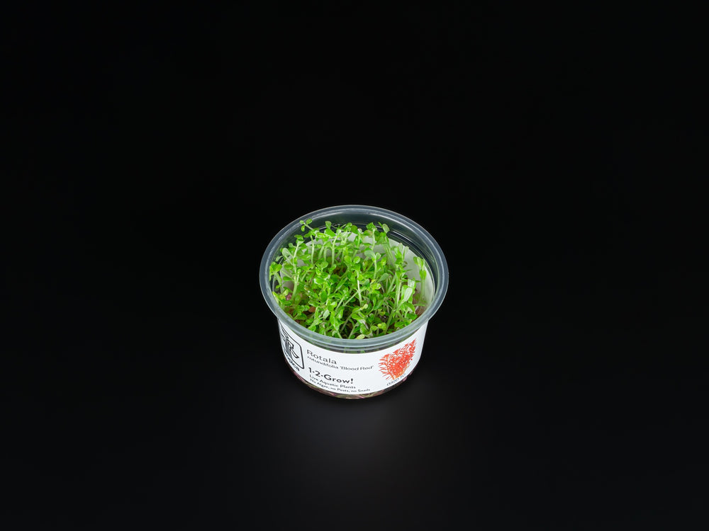 Rotala rotundifolia 'Blood Red'