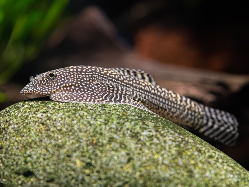 Punktierter Riesenflossensauger