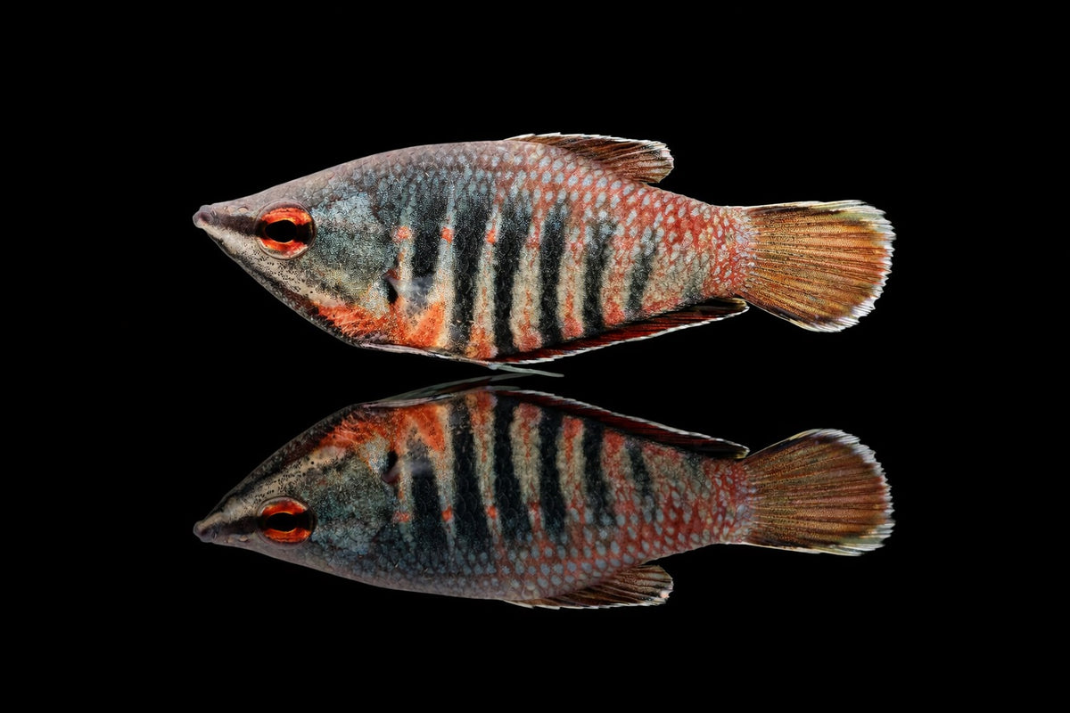 Roter Schokoladengurami