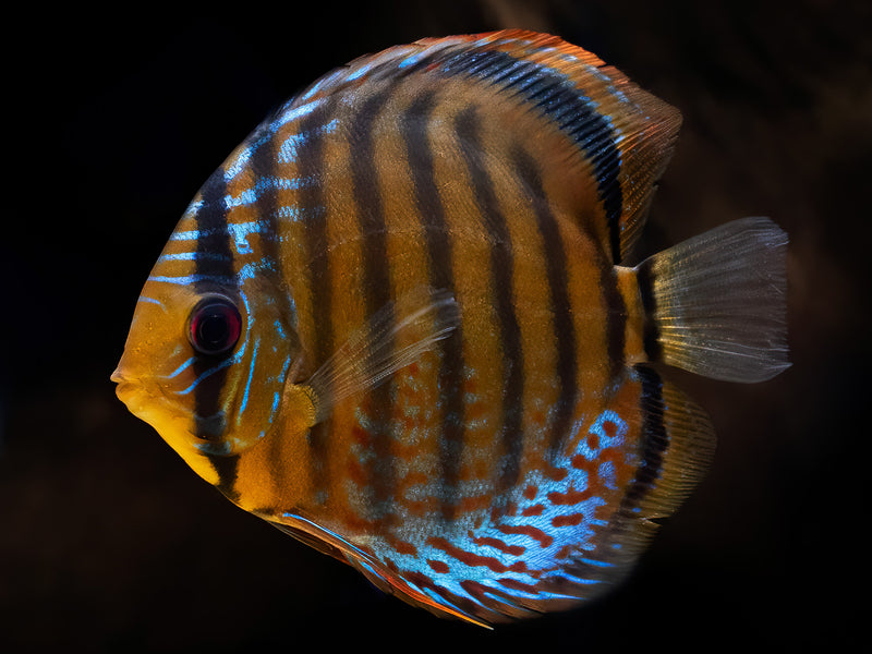 Symphysodon tarzoo